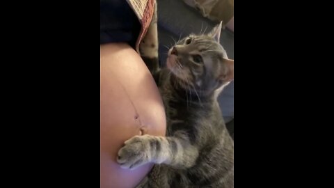 Cat Realizes Its Owner Is Pregnant