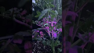 Hornworms Glow with Ultraviolet