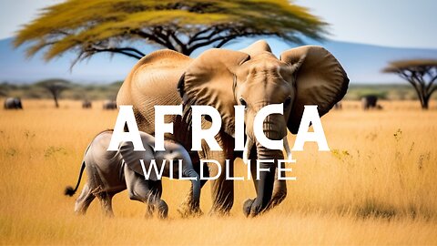 African Wilderness Unwind: Relaxing Tunes & Majestic Animals