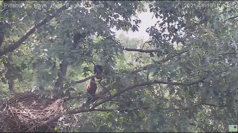 Hays Eagles Juvenile amazing fly-in to the nest 6.19.21 17:10:40