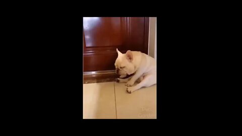 Os pets mais engraçados da internet - funny pets part8 #shorts