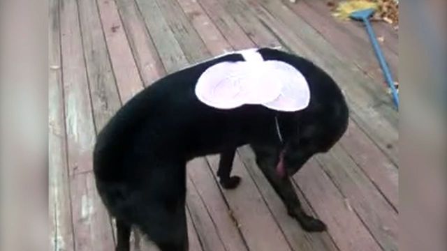 Cute Labrador Becomes A Fairy Princess