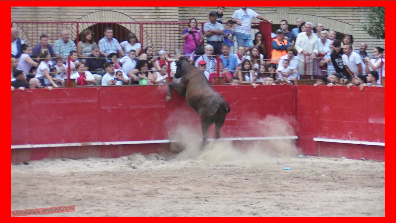CAPARROSO ( NAVARRA ) TARDE VACAS CALLE Y PLAZA ( LUNES 4 SEPTIEMBRE 2023 ) GANAD.ARRIAZU