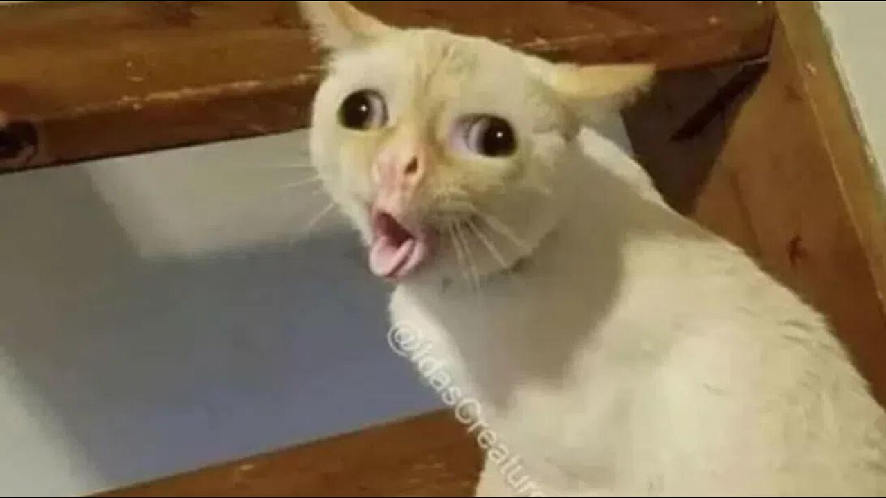 short video Cat memes 😂 funny cat memes , cat videos , funny , trending , funny cat videos