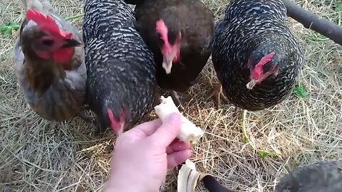 Chickens eatin' a nanner.