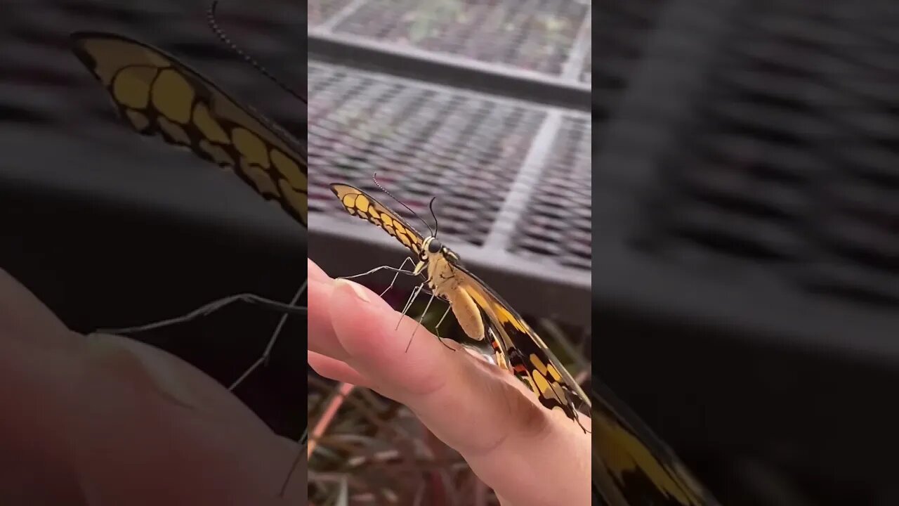 Butterfly Whisperer at Lowe’s