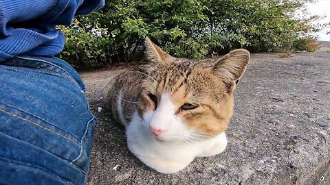 I stroked a stray cat that was alone near the breakwater, and it happily climbed onto my lap.