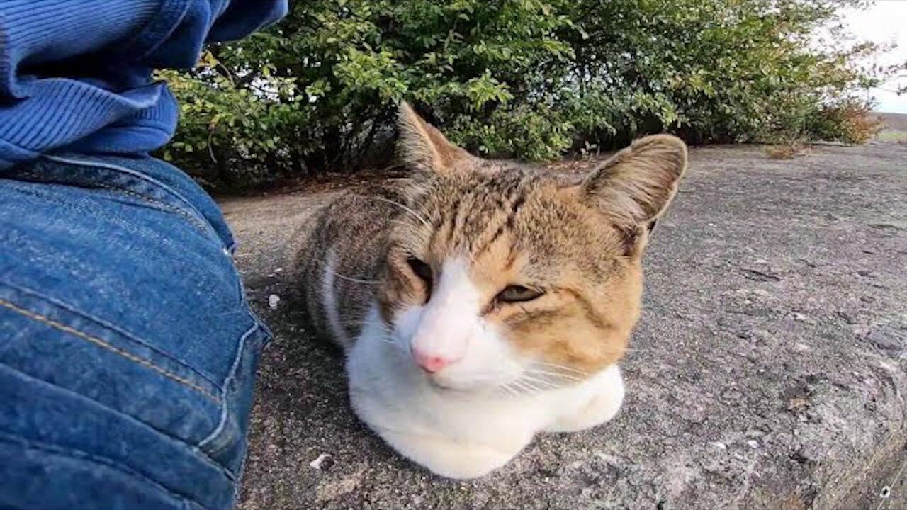 I stroked a stray cat that was alone near the breakwater, and it happily climbed onto my lap.