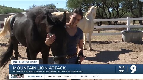 Resident near Saguaro National Park says a mountain lion attacked her horse