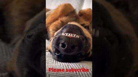 Funny doggo 👑 🥺❤️ please get this viral | #viral | #funnydogs | #trending | #shorts