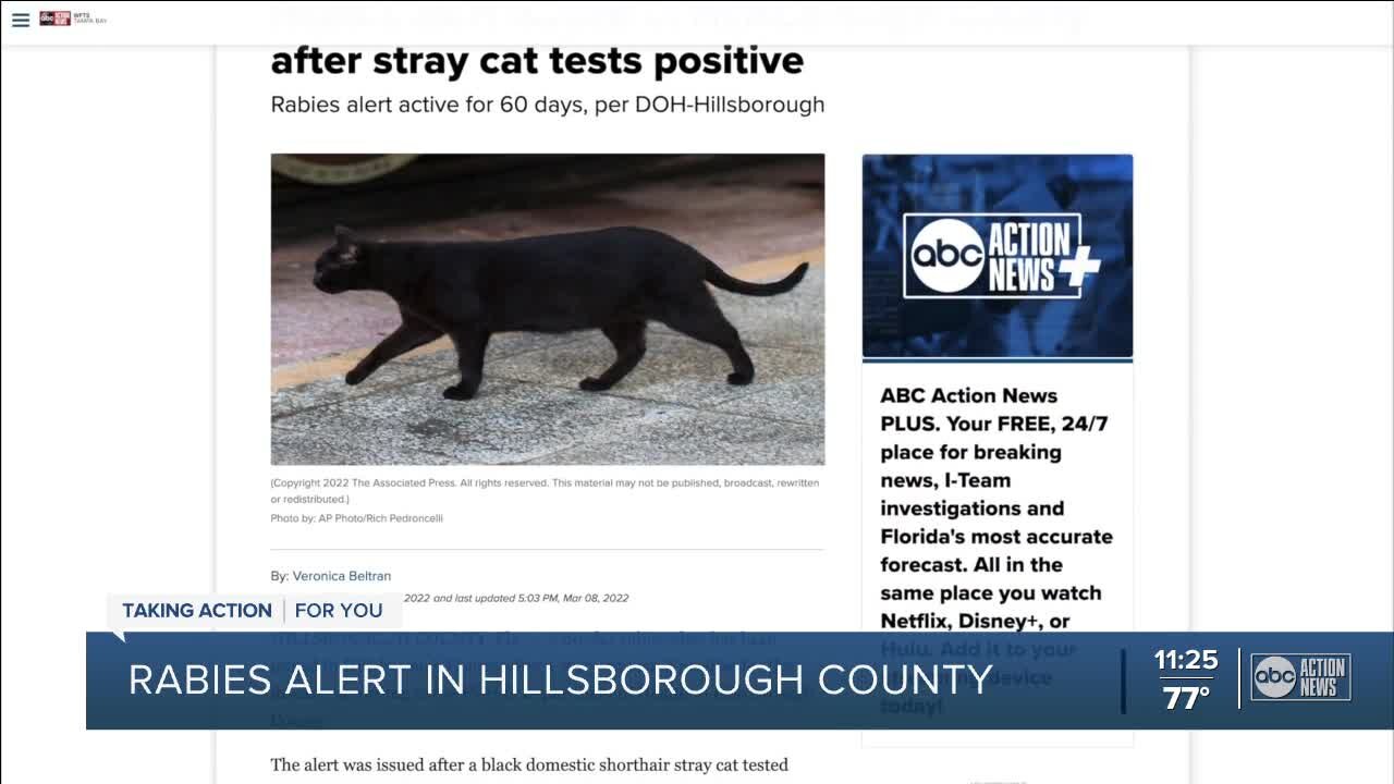 Rabies alert issued in Hillsborough County after stray cat tests positive