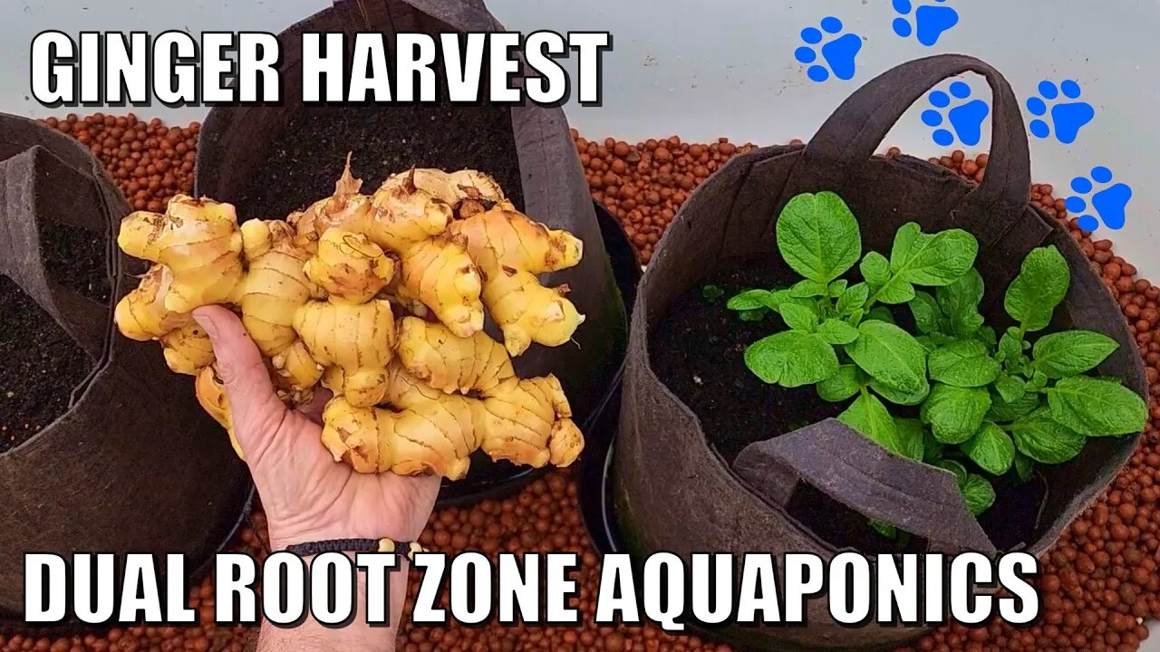 Dual Root Zone Aquaponics Bed & Ginger Harvest