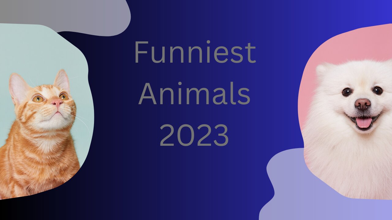 Funniest Animals 2023