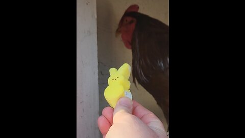 What Peeps are good for besides the cute factor...much like the Left