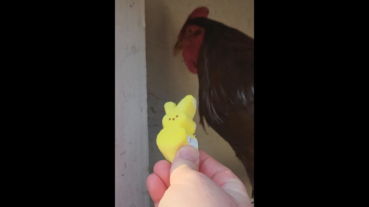 What Peeps are good for besides the cute factor...much like the Left