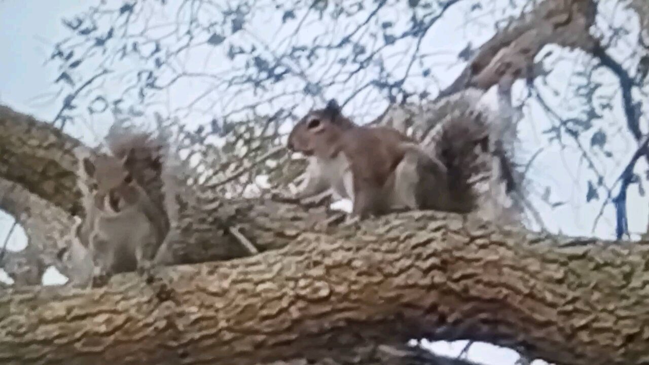Squirrels doing the wild thing in nature