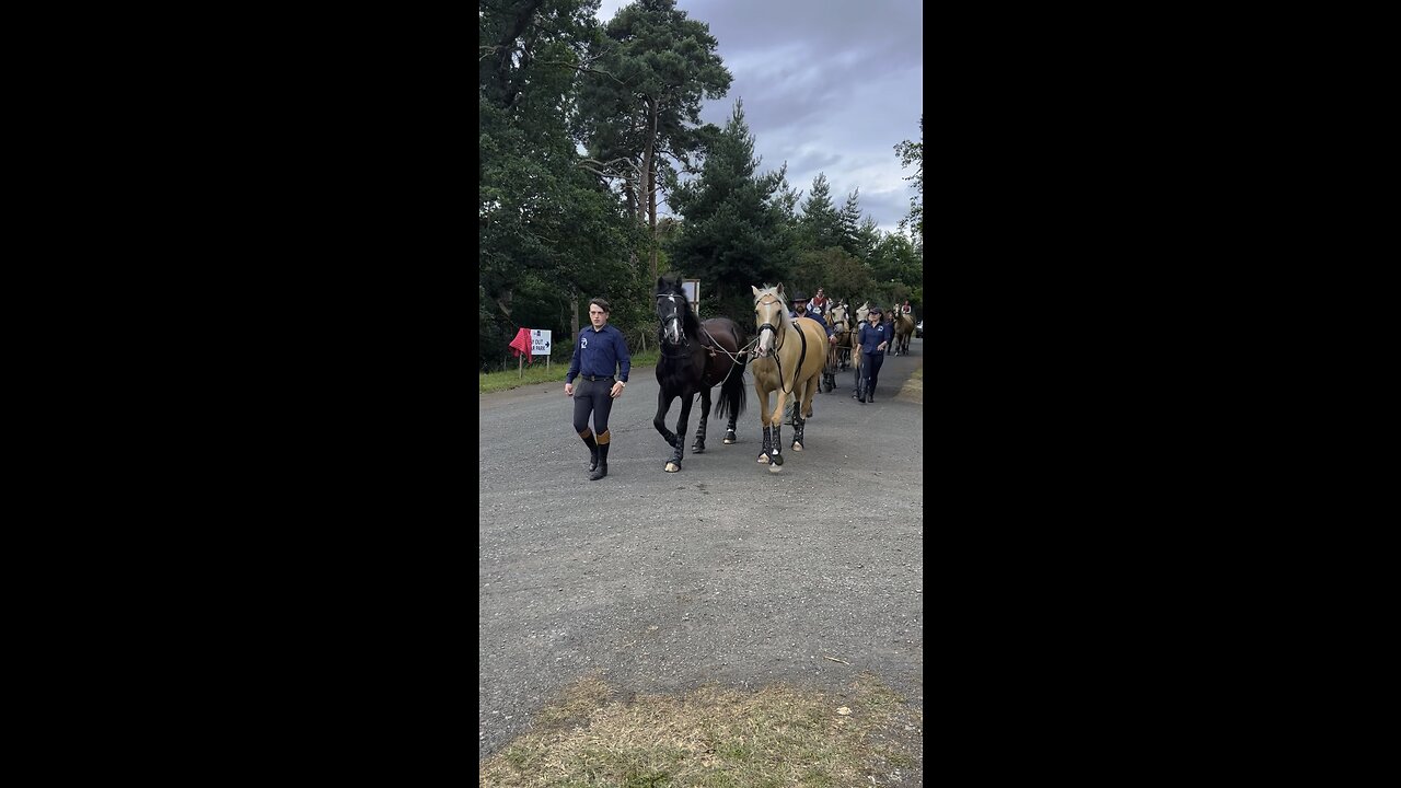 Horse show