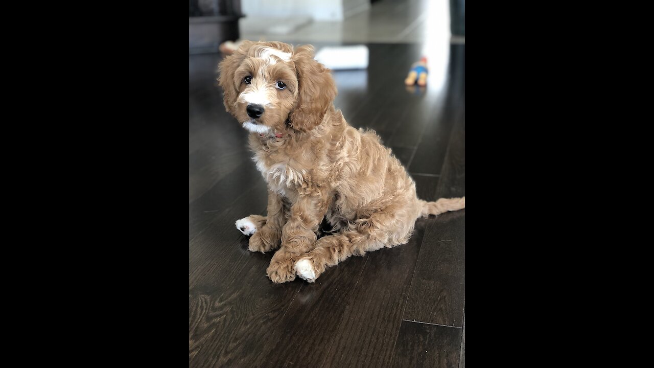 Puppy helps with gardening