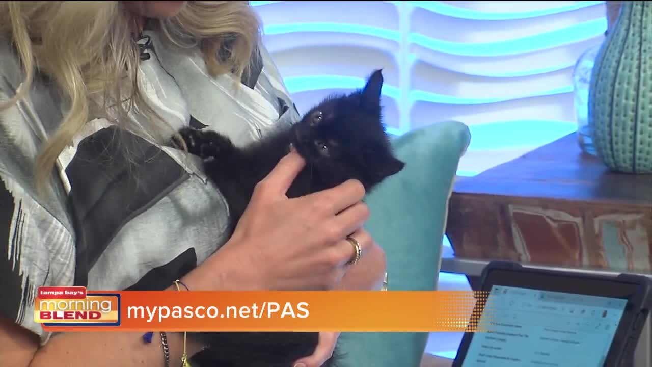 Pasco Animal Services | Morning Blend