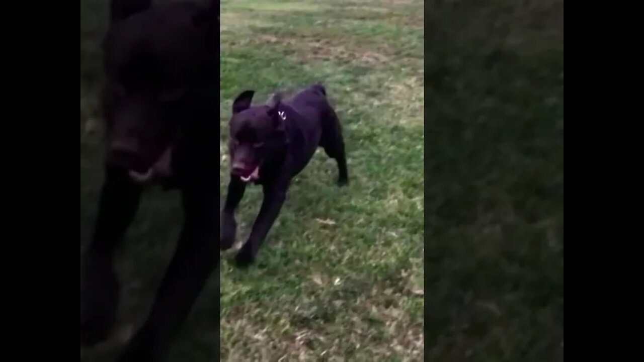 A little exercise. #EnglishLabLife #ChocolateLabrador Subscribe for the dogs.