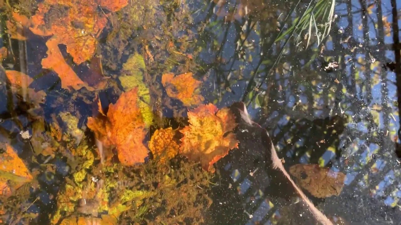 Mosquito larva in a pool