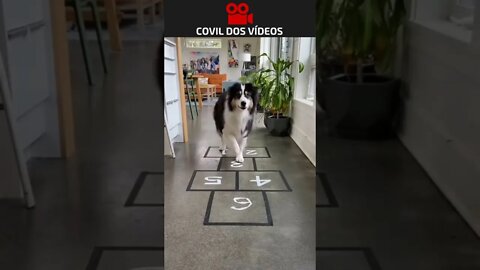 cachorro pulando amarelinha 😮