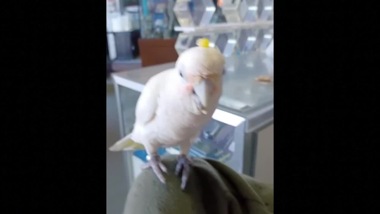 Simon the Goffin cockatoo, Highlands Ranch pet shop mascot, stolen over the weekend