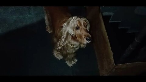 #dogshow , #animals , #dogs