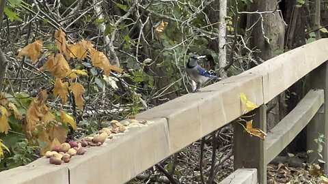 Close but no cigar Mr Blue Jay