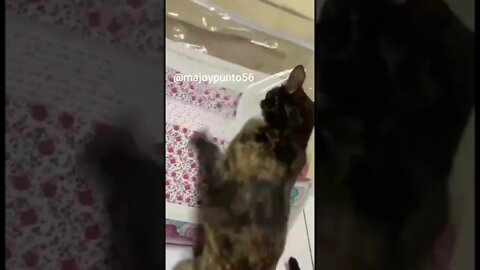 Funny Animals 175 funnycontent707