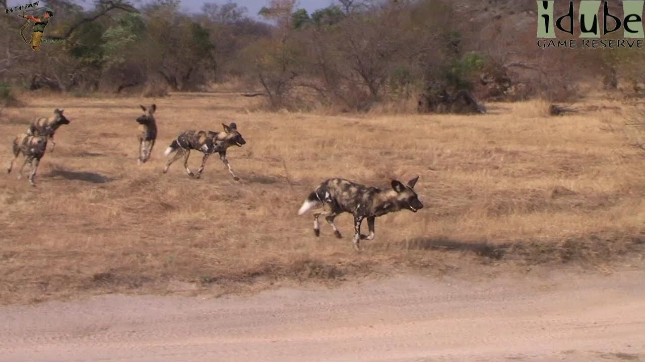 Endangered African Wild Dogs On The Move