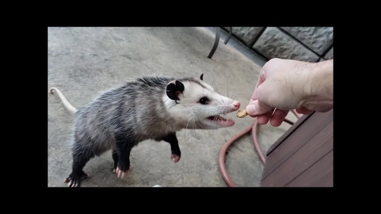 SHE IS ADORABLE! WILD OPOSSUM EATS OUT OF MY HAND!!