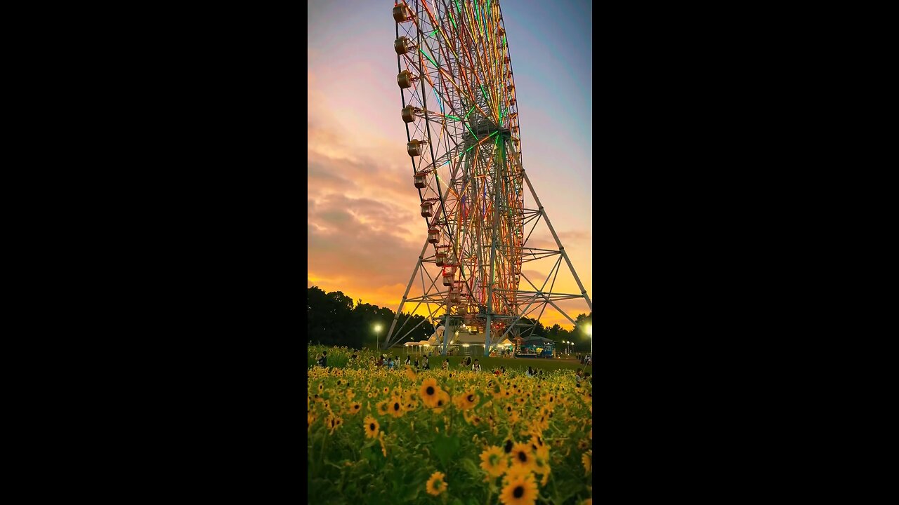 Kasai Rinkai Park Evening: Ferris Wheel Meets Sunflower Sunset