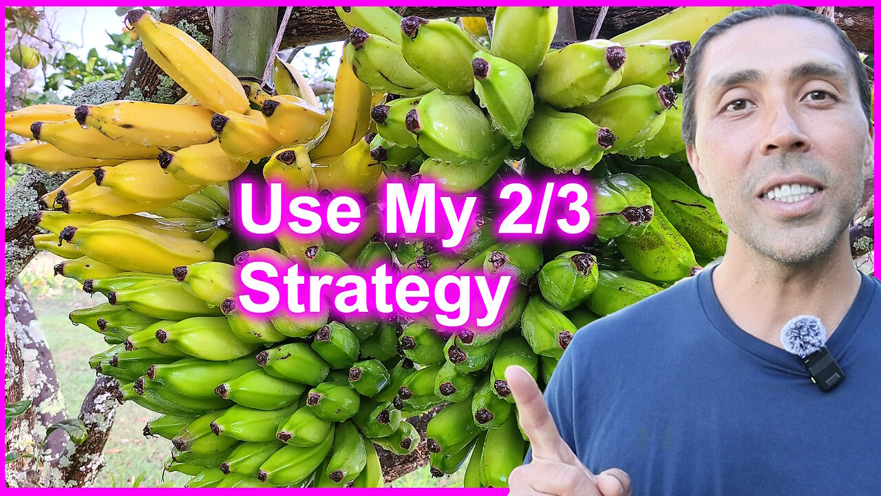 How To Harvest Bananas Faster & Save Time 🍌