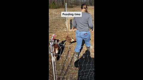 Cold morning chores