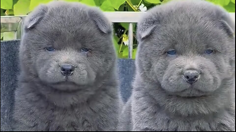 Amazing dogs 🐶 trending video