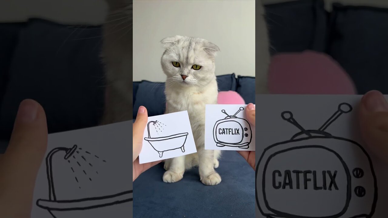 #cat #cats