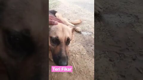 एक तू ही तो है #rudrakrishna #ytshorts #dog #terifikar @rudrakhatanagurjjar #animals #viral