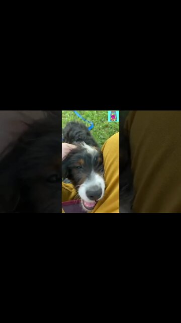 Meet our new family member, CHARLIE🐶 | Life of Charlie