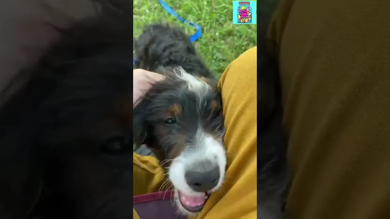 Meet our new family member, CHARLIE🐶 | Life of Charlie