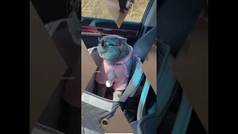 #shorts Смешные Коты Из Тик Тока 42 Funny Cats From TikTok