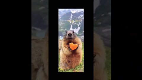 check it out, beautifull Rabit