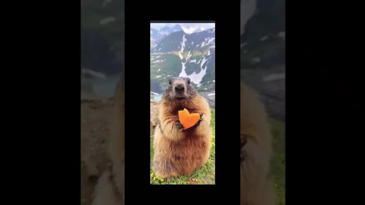 check it out, beautifull Rabit