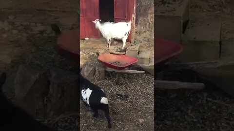 Boy goat picks on our Girl goat, Duck puts the Boy goat on the spool