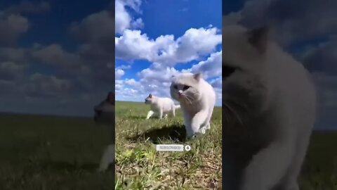 cute cat videos 😹 funny videos 😂🐈🐈