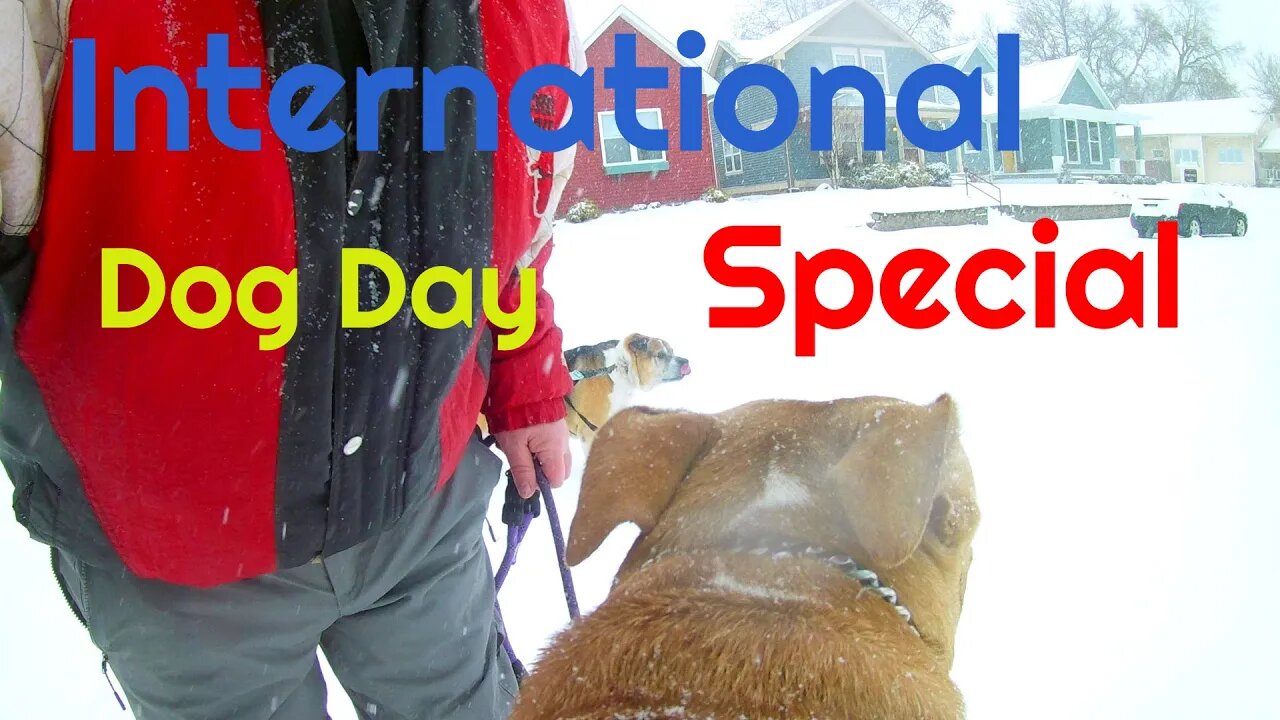 International Dog Day Special