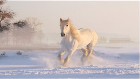 Horse | Beach | Forest | Animal | #mixtube #horse