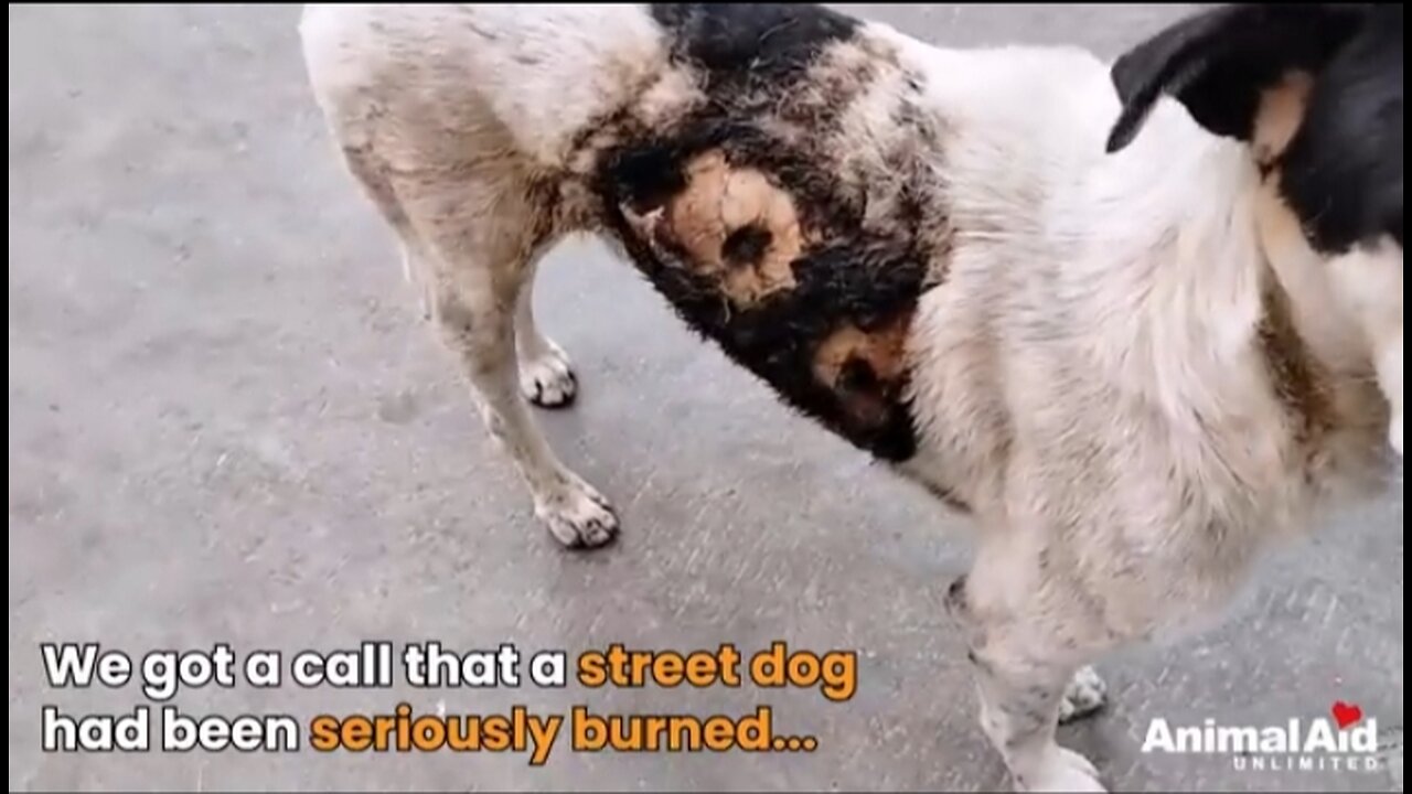 Badly burned street dog brings joy wherever he goes