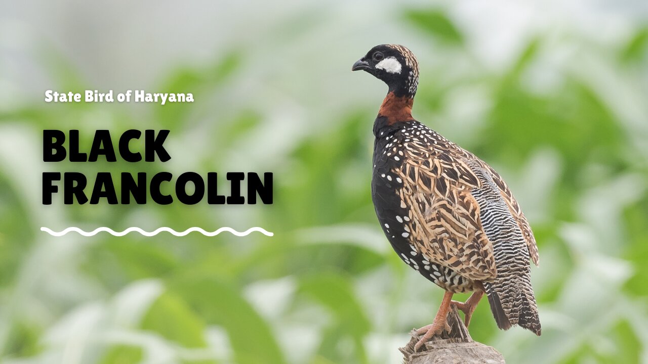 State Bird of Haryana calling.. Black Francolin