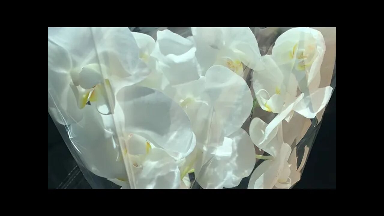 About the Magical Correspondences of Orchid